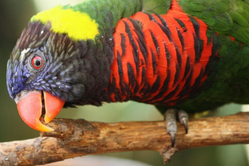 IMG_1641 copy.jpg - Lorikeet